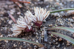 Allium obtusum obtusum