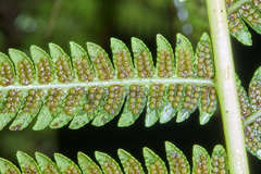 Cyathea costaricensis