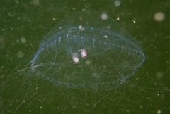 Hyperiidae