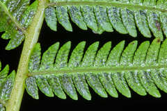 Cyathea costaricensis