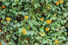 Thunbergia alata