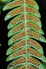 Cyathea costaricensis
