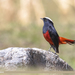 White-capped Redstart - Photo (c) Imran Shah, some rights reserved (CC BY-SA)