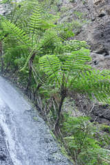 Cyathea costaricensis
