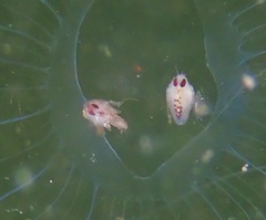 Hyperiidae
