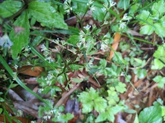 Sanicula lamelligera