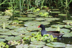 Gallinula galeata