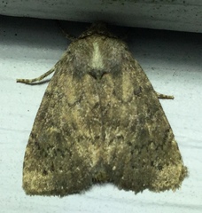 Pseudorthodes vecors