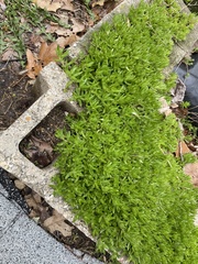 Sedum sarmentosum