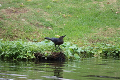 Quiscalus mexicanus