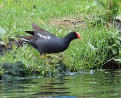 Gallinula galeata