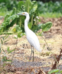 Egretta thula