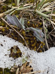 Mertensia longiflora