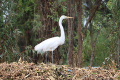 Ardea alba