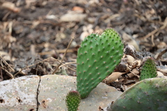 Opuntia