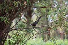 Quiscalus mexicanus