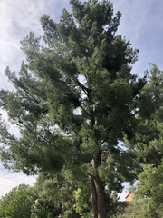 Pinus