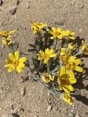 Eriophyllum ambiguum