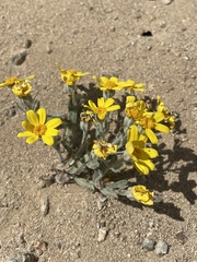 Eriophyllum ambiguum
