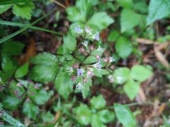 Sanicula lamelligera