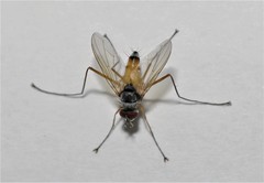 Cholomyia inaequipes