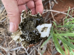 Itajahya galericulata