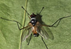 Cholomyia inaequipes