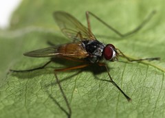 Cholomyia inaequipes