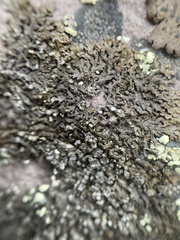 Montanelia sorediata