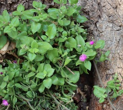 Mesembryanthemum cordifolium