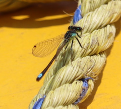 Ischnura denticollis