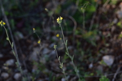Linaria simplex