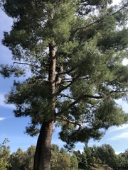 Pinus