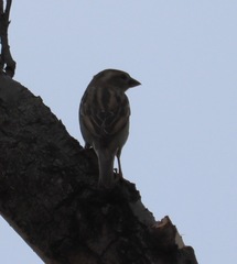 Passer domesticus