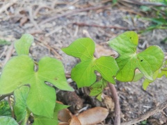 Ipomoea