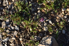 Thymus striatus