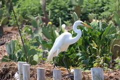 Ardea alba