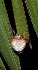 Ordgarius magnificus