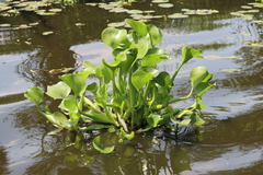 Pontederia crassipes