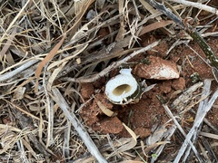 Itajahya galericulata