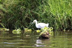 Egretta thula