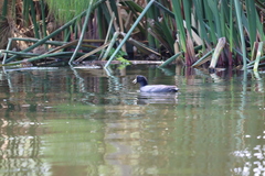 Fulica americana