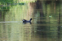 Gallinula galeata