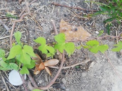 Ipomoea
