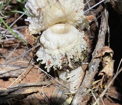 Itajahya galericulata