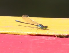 Ischnura denticollis