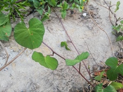 Ipomoea