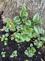 Lamium galeobdolon argentatum