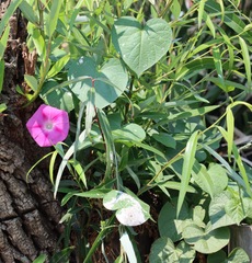 Ipomoea purpurea