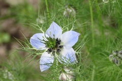 Nigella